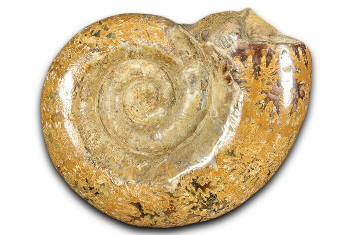 Jurassic Ammonite (Hemilytoceras) Fossil - Madagascar #349160